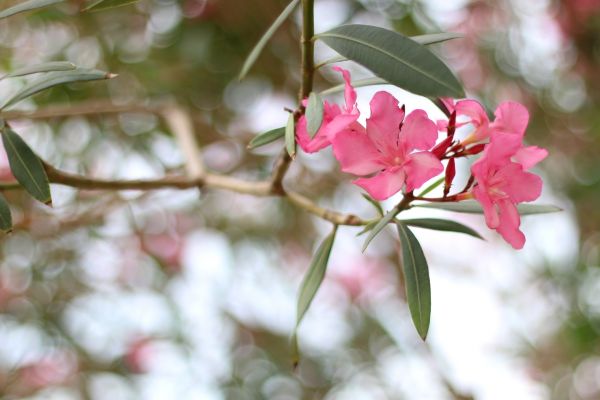 Oleander Removal in Fenton