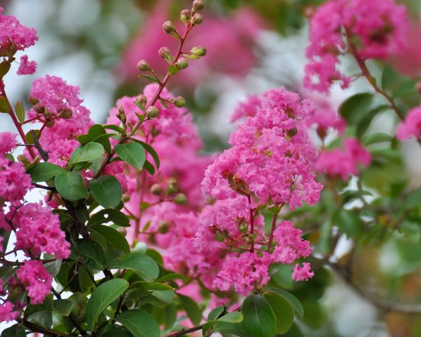 Crepe Myrtle Removal in Fenton