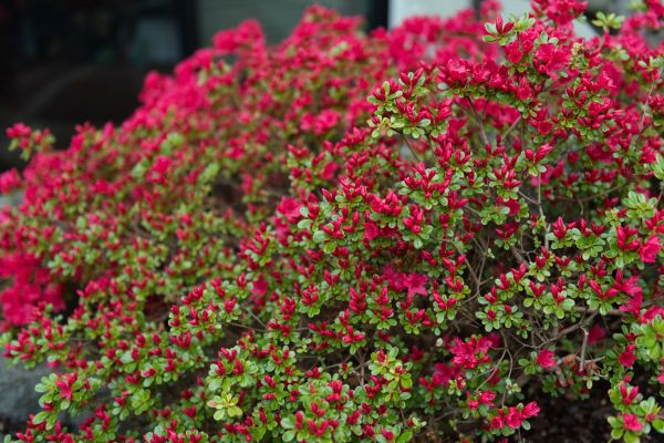 Weigela Removal Service in Fenton