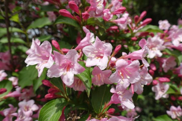 Weigela Pruning Service in Fenton