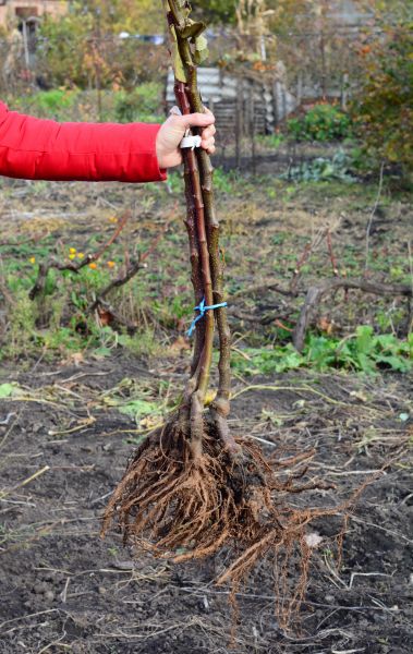 Shrub Root Removal in Fenton