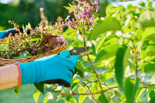 Lilac Trimming Service in Fenton