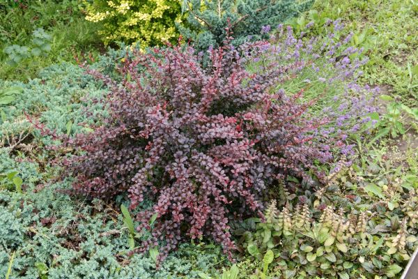 Japanese Barberry Removal in Fenton