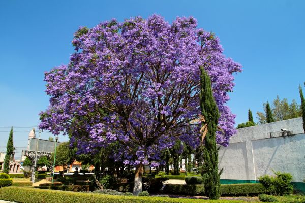 Jacaranda Pruning in Fenton