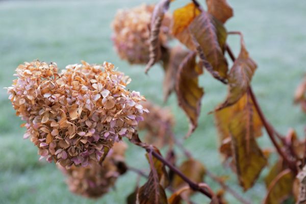 Hydrangea Removal in Fenton