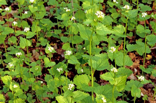 Garlic Mustard Removal in Fenton