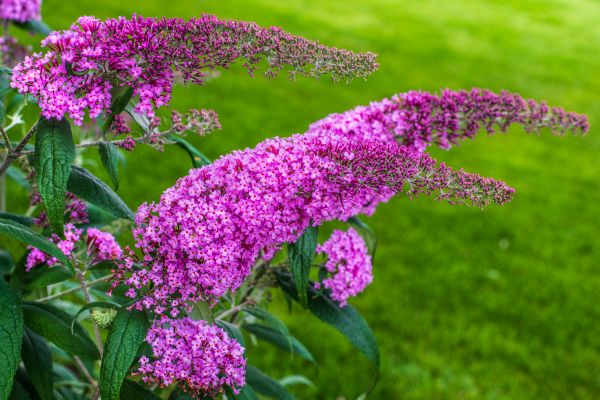 Butterfly Bush Removal in Fenton
