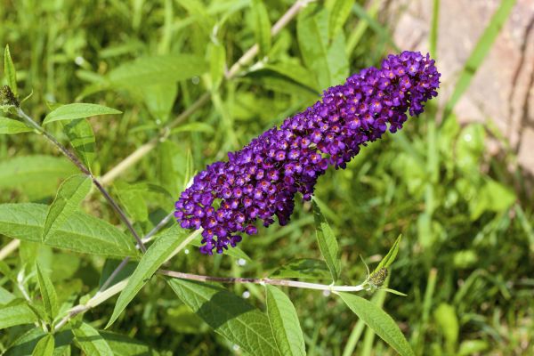 Butterfly Bush Pruning in Fenton