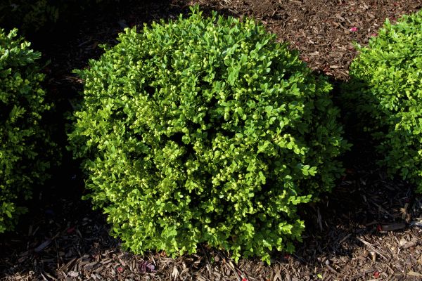 Boxwood Removal in Fenton