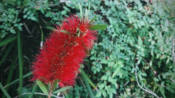 Bottlebrush Pruning in Fenton