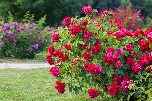 Shrub Trimming in Fenton
