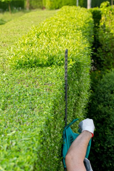 Hedge Trimming in Fenton